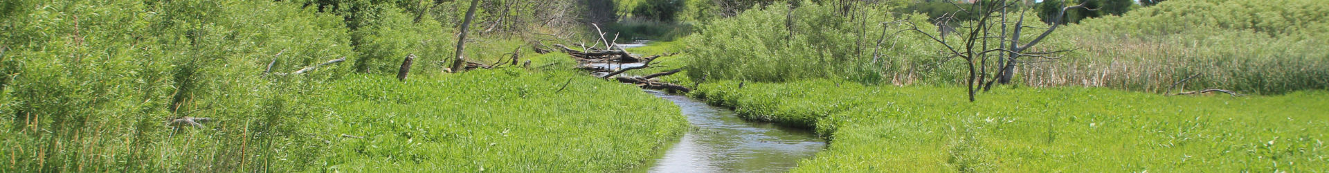 Creek